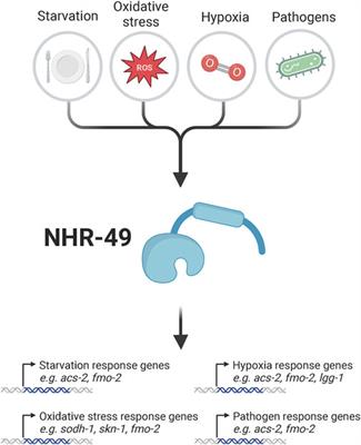 Nuclear hormone receptor NHR-49 is an essential regulator of stress resilience and healthy aging in Caenorhabditis elegans